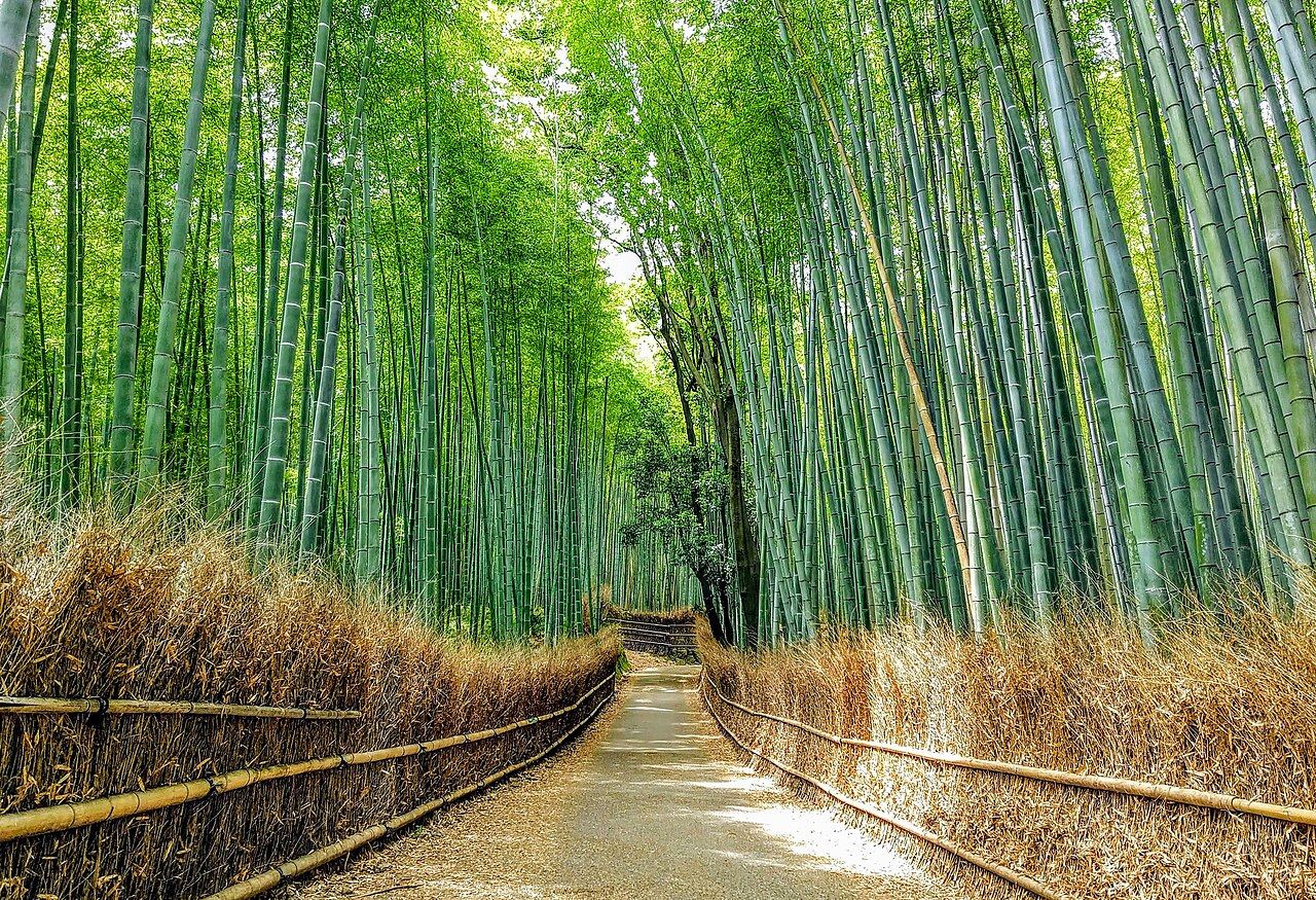 嵐山・竹林の小径